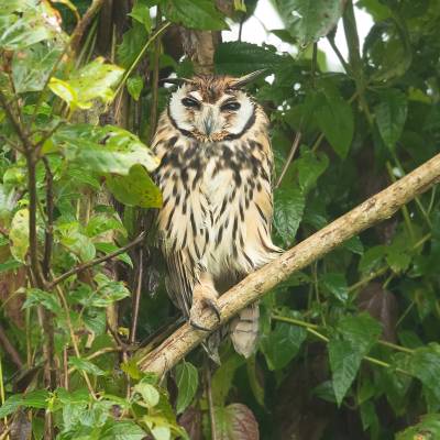 Striped owl