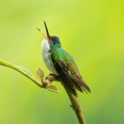 Andean emerald