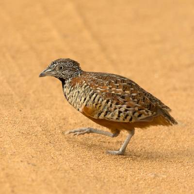 Barred buttonquail