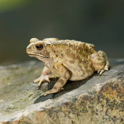 Asian common toad