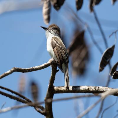 La Sagras flycatcher