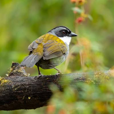 White-browed brushfinch