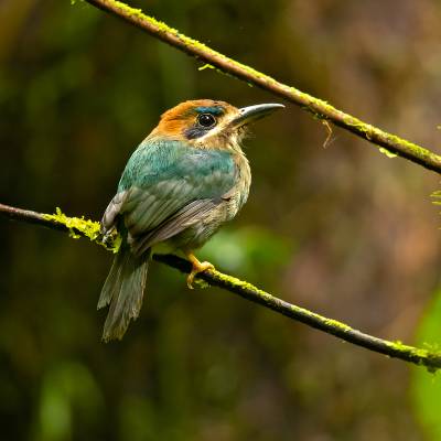 Tody motmot