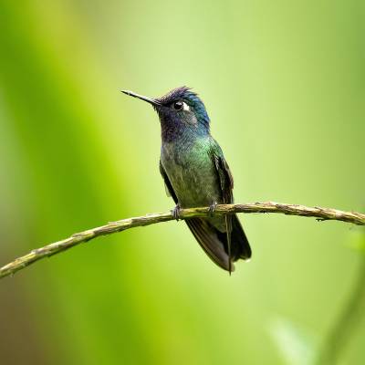 Violet-headed hummingbird