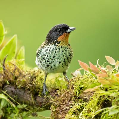 Rufous-throated tanager