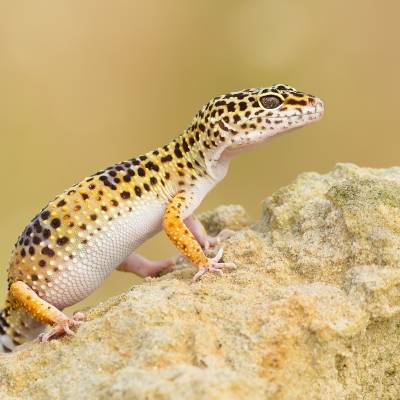 Leopard gecko