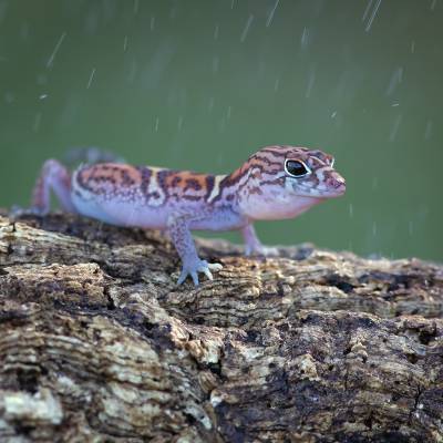 Yucatán banded gecko