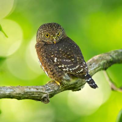 Costa Rican pygmy owl