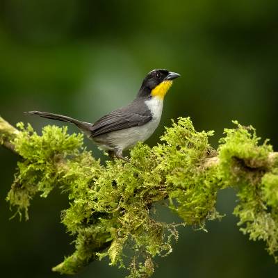 White-naped Brushfinch