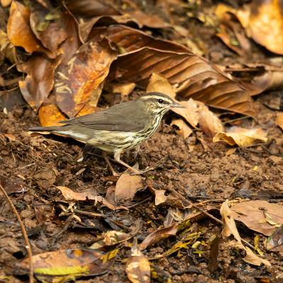 Northern waterthrush