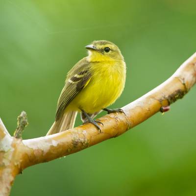 Yellow tyrannulet