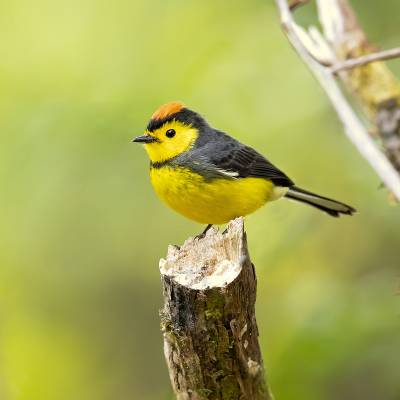 Collared whitestart