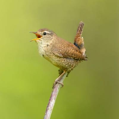 Eurasian wren