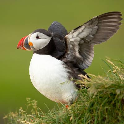 Atlantic puffin