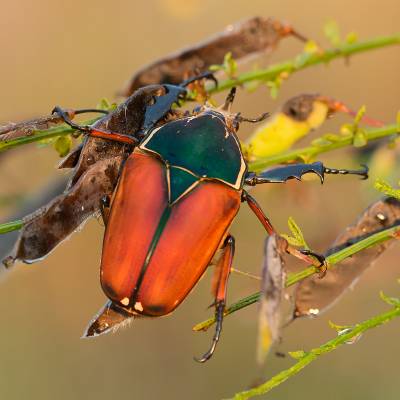 Mecynorrhina ugandensis