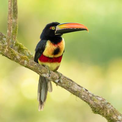Fiery-billed aracari