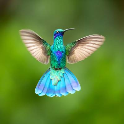 Sparkling violetear