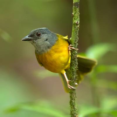 Grey-headed tanager