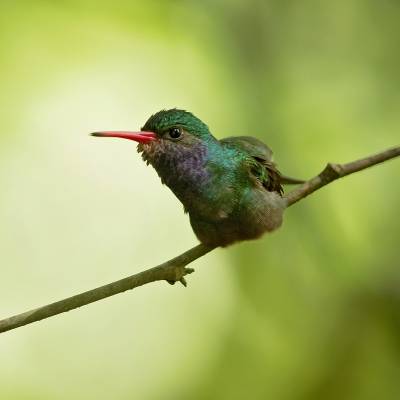 Blue-throated goldentail