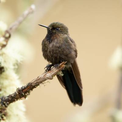 Blue-mantled thornbill