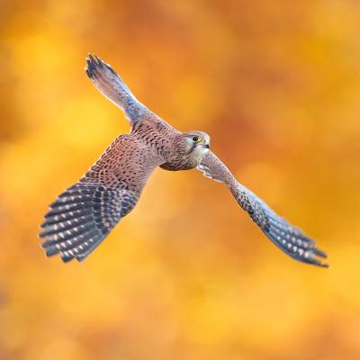Common kestrel