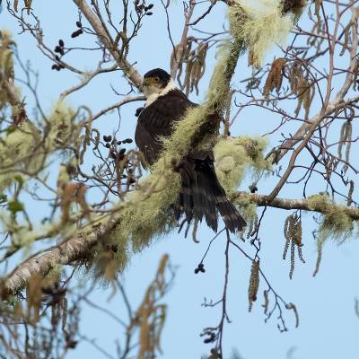 Bicolored hawk