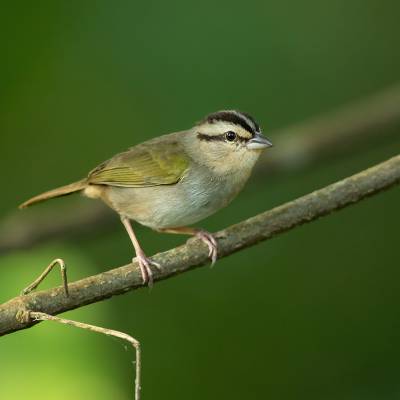 Olive sparrow