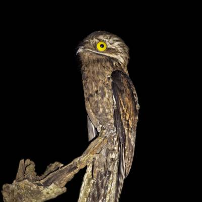 Common potoo
