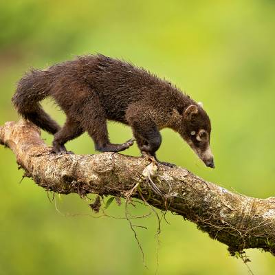 White-nosed coati