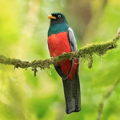 Lattice-tailed trogon