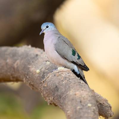 Emerald-spotted wood dove