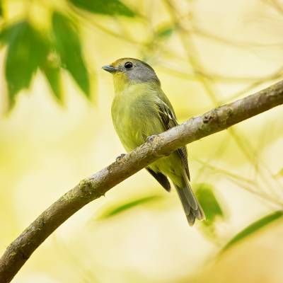Wing-barred piprites