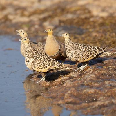 Chestnut-bellied sandgrouse