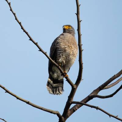 Variable hawk