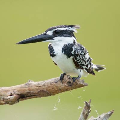 Pied kingfisher