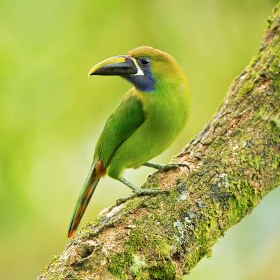 Emerald toucanet