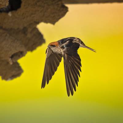 Streak-throated swallow