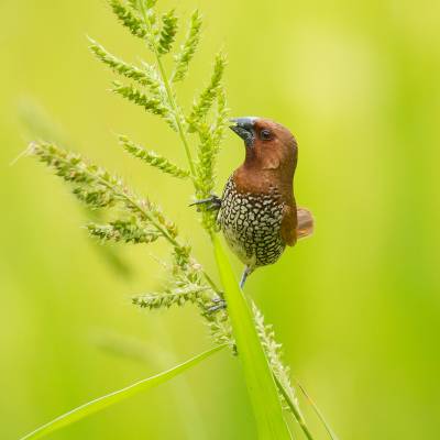 Scaly-breasted munia