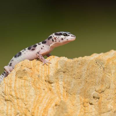 Western banded gecko