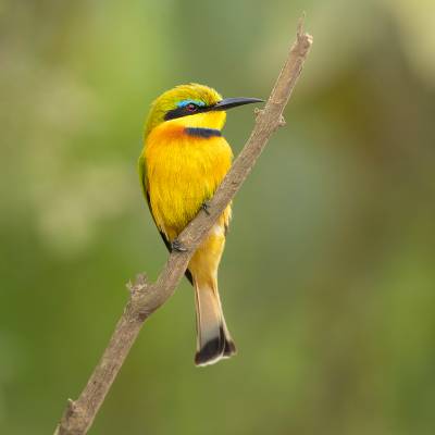 Little bee-eater