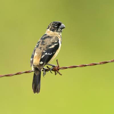 Cinnamon-rumped seedeater