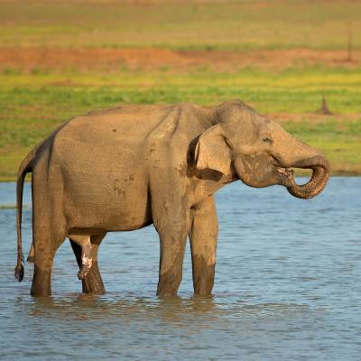 Asian elephant