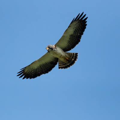 Short-tailed hawk