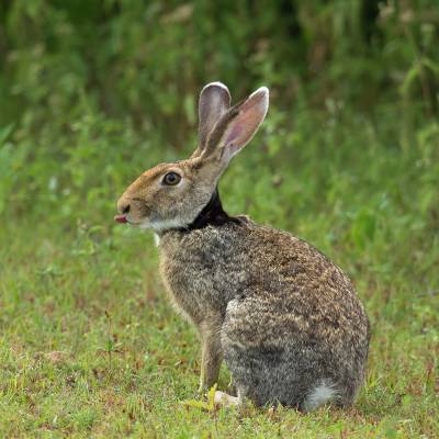 Indian hare