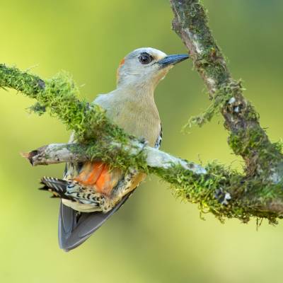 Red-crowned woodpecker