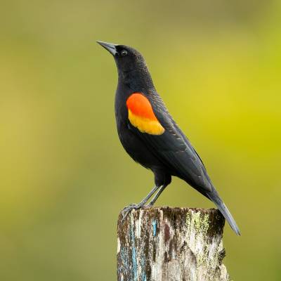 Red-winged blackbird