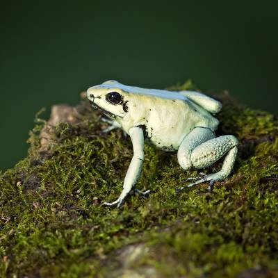 Golden poison frog