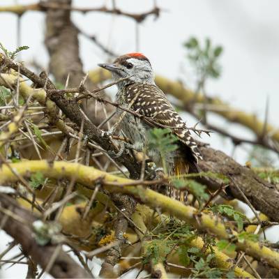 Cardinal woodpecker
