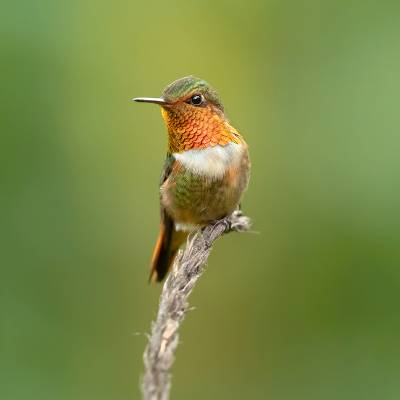 Scintillant hummingbird