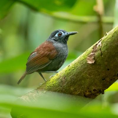 Chestnut-backed antbird